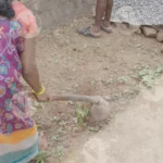 Women Using a Hoe to Prepare the Soil - Log, colour and B&W