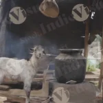 A Goat is Standing in Front of the tribal village House and Water is Being Heated in the Stove - Log, colour and B&W