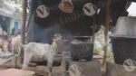 A Goat is Standing in Front of the tribal village House and Water is Being Heated in the Stove - Log, colour and B&W