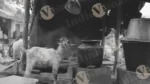 A Goat is Standing in Front of the tribal village House and Water is Being Heated in the Stove - Log, colour and B&W - Image 2
