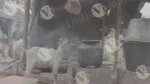 A Goat is Standing in Front of the tribal village House and Water is Being Heated in the Stove - Log, colour and B&W - Image 3