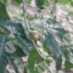 Coffee Cherries Growing on a Branch - Log, colour and B&W