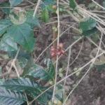 Coffee Cherries Growing on Tree - Log, colour and B&W