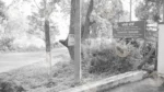 A Sign for the Coffee Board, on Roadside - Log, colour and B&W - Image 2