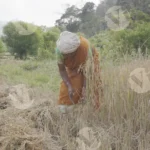 A Woman Harvesting Rice - Log, colour and B&W