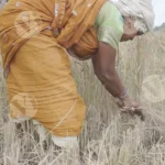 Harvesting rice - Log, colour and B&W