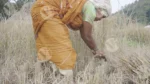 Harvesting rice - Log, colour and B&W
