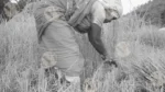 Harvesting rice - Log, colour and B&W - Image 2