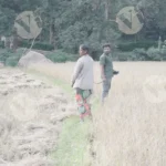 People Walking on Rice Field for Harvesting - Log, colour and B&W