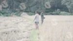 People Walking on Rice Field for Harvesting - Log, colour and B&W