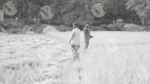People Walking on Rice Field for Harvesting - Log, colour and B&W - Image 2