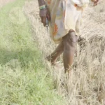 People walking through a rice field after harvest - Log, colour and B&W