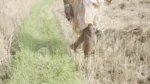 People walking through a rice field after harvest - Log, colour and B&W