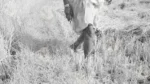 People walking through a rice field after harvest - Log, colour and B&W - Image 2