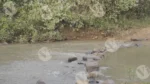 A River - Log, colour and B&W
