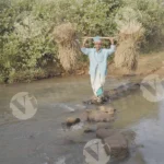 A Woman Carrying Bundles of grass across a river - Log , colour and B&W