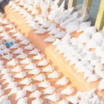 A Collection of Conch Shells - Log, colour and B&W  - Log, colour and B&W