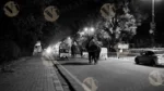 Elephant Walking in Jaipur Road - Log, colour and B&W - Image 2