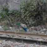 Peacock - Log, colour and B&W