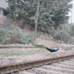 Peacock Crossing a Railway Track - Log, colour and B&W