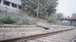 Peacock Crossing a Railway Track - Log, colour and B&W
