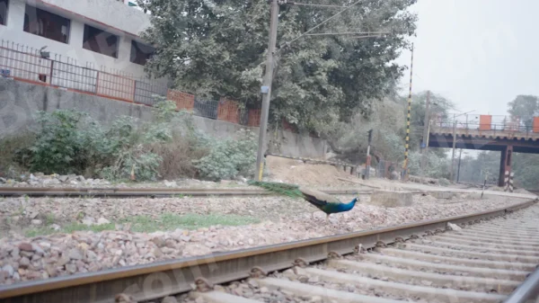 C1012IndiaRailwaysCLRWM result