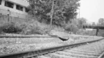 Peacock Crossing a Railway Track - Log, colour and B&W - Image 2