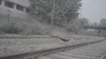 Peacock Crossing a Railway Track - Log, colour and B&W - Image 3