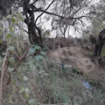 Peacock in a Jungle - Log, colour and B&W