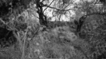Peacock in a Jungle - Log, colour and B&W - Image 2