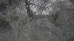 Peacock in a Jungle - Log, colour and B&W - Image 3