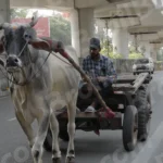 Bull Cart - Log, colour and B&W