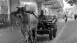 Bull Cart - Log, colour and B&W - Image 2