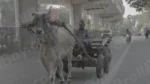 Bull Cart - Log, colour and B&W - Image 3