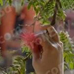 Touching Flower on a Tree - Log, colour and B&W