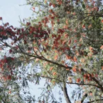 Flowers on the Tree - Log, colour and B&W