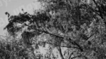 Flowers on the Tree - Log, colour and B&W - Image 2