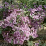 Pink Flowers - Log, colour and B&W