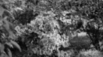 Pink Flowers - Log, colour and B&W - Image 2
