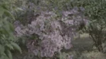 Pink Flowers - Log, colour and B&W - Image 3