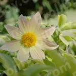 Giant Dahlia Flower - Log, colour and B&W