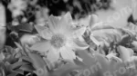 Giant Dahlia Flower - Log, colour and B&W - Image 2