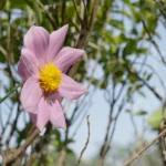 Tree Dahlia or Giant Dahlia - Log, colour and B&W