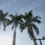 Palm Trees - Log, colour and B&W