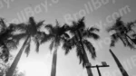 Palm Trees - Log, colour and B&W - Image 2