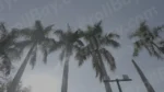 Palm Trees - Log, colour and B&W - Image 3