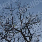 Tree - Log, colour and B&W