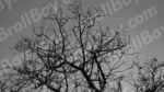Tree - Log, colour and B&W - Image 2
