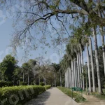 Lodhi Garden Park - Log, colour and B&W