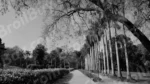 Lodhi Garden Park - Log, colour and B&W - Image 2